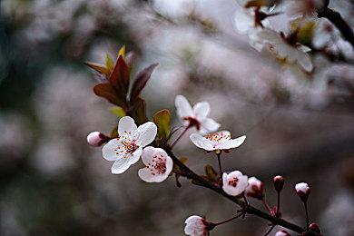 Kickstarter转型区块链引用户不满 平台回应：理解一下